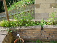 Full Structural Condition Report for house purchase, including subsidence.